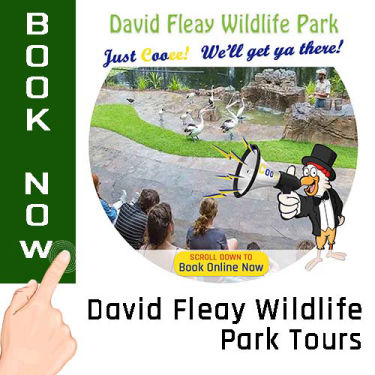 David Fleay Wildlife Park Tours - Cooee Tours